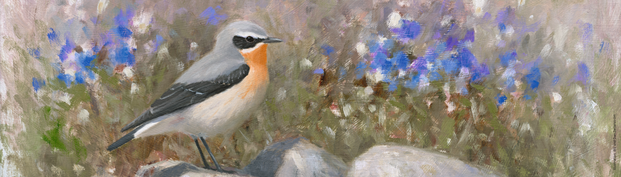 Illustration eines Vogels