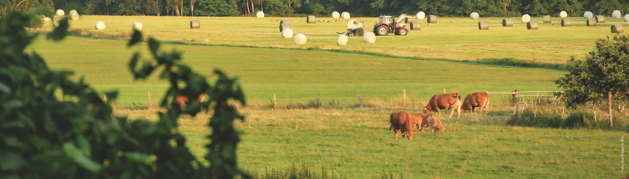 Wiese mit Kühen