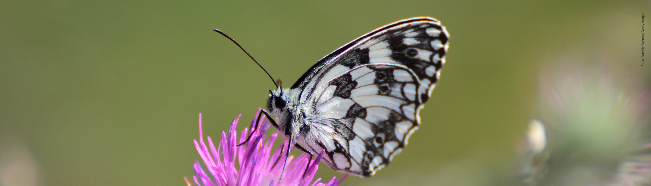 Schmetterling auf einer Blume