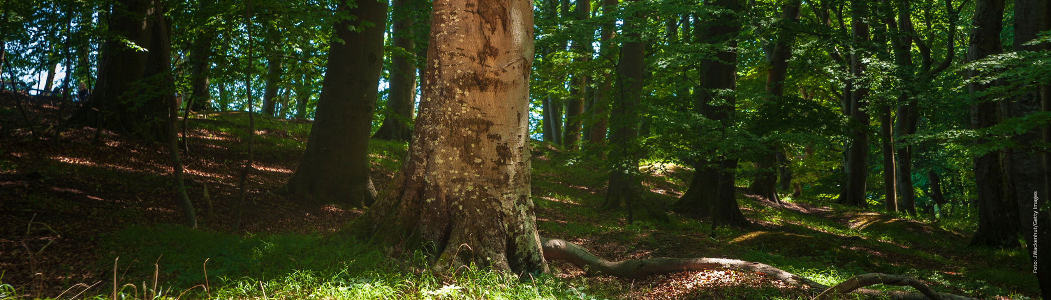 Baum im Wald