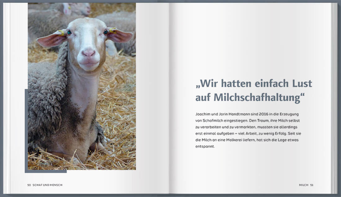 Schaf und Mensch