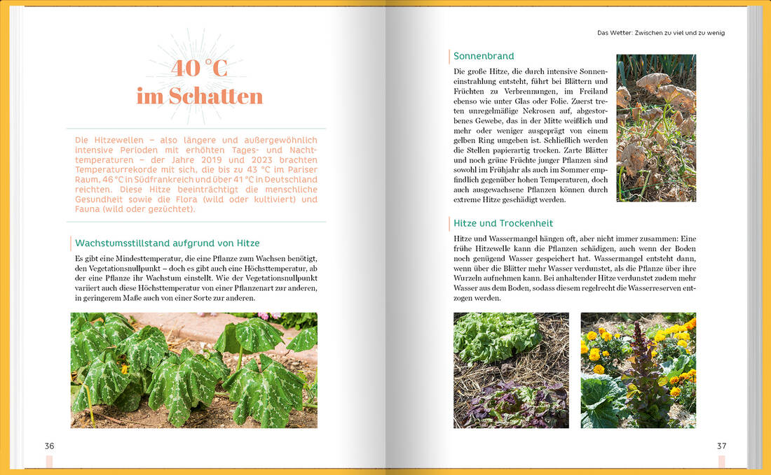 Erntewunder trotz Wetterchaos