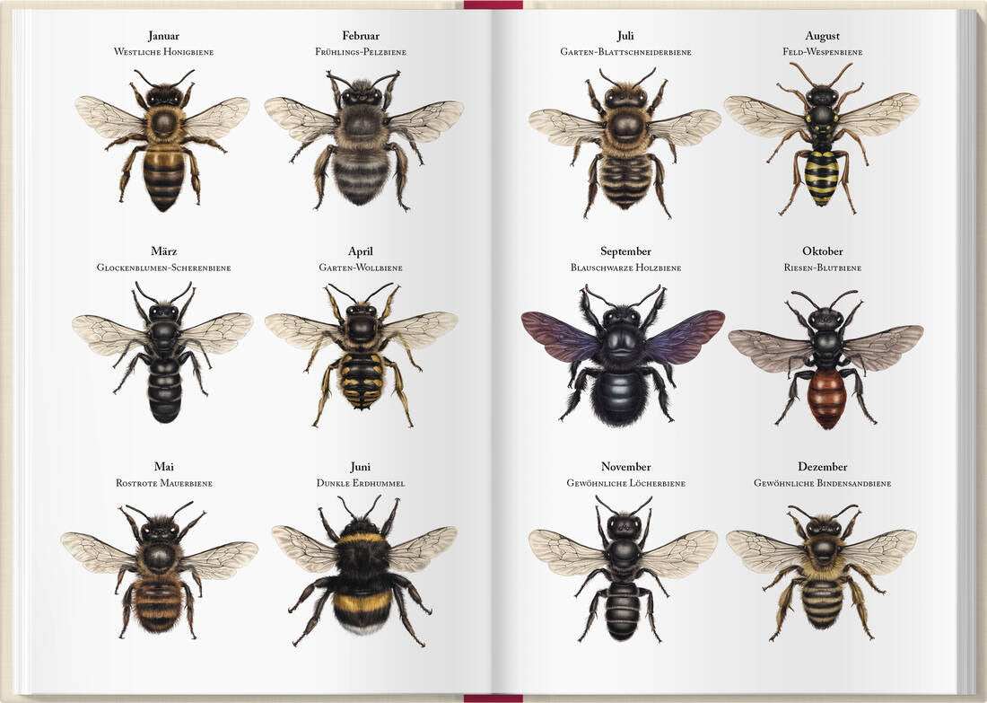 Bienenkalender 2027 von Landwirtschaftsverlag GmbH mit Wochenübersichten und Bienenmotiven in Weiß