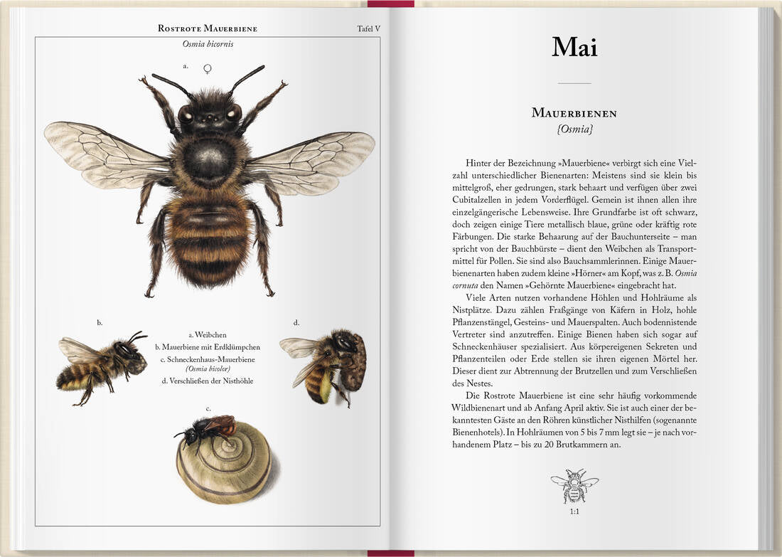 Bienenkalender 2027 von Landwirtschaftsverlag GmbH mit Wochenübersichten und Bienenmotiven im Mai