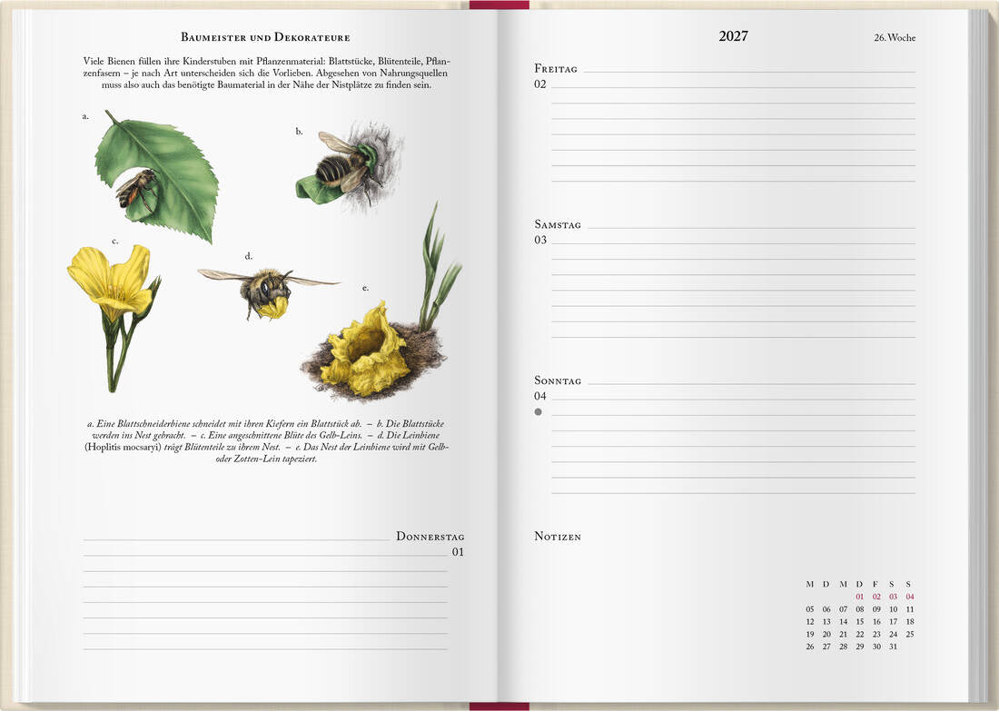 Bienenkalender 2027 von Landwirtschaftsverlag GmbH als Taschenkalender 2027 in weiß mit Bienenmotiven