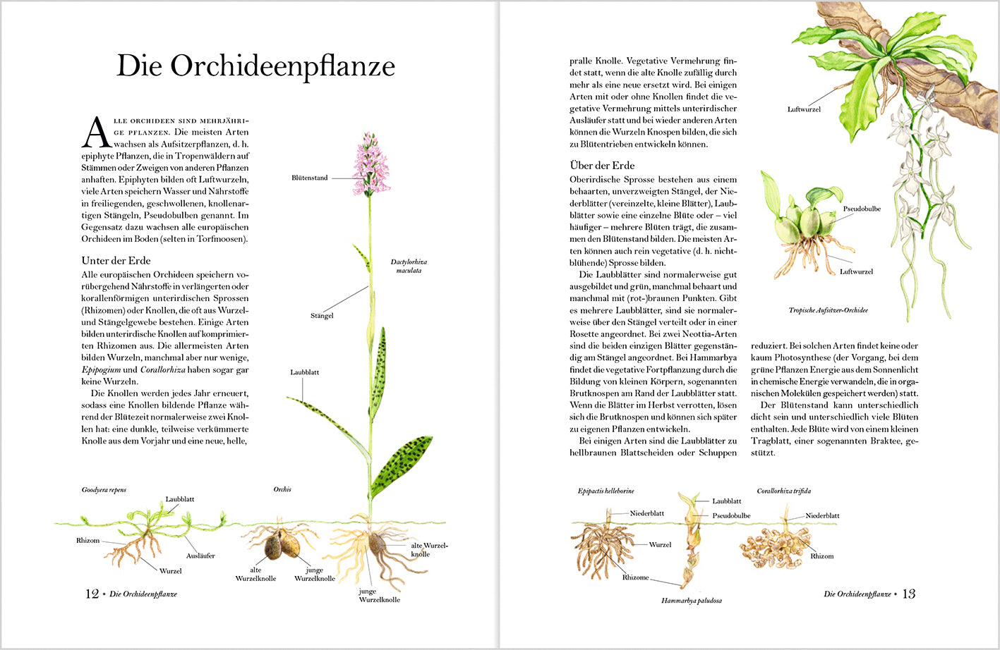 Wunderschöne Orchideen Europas