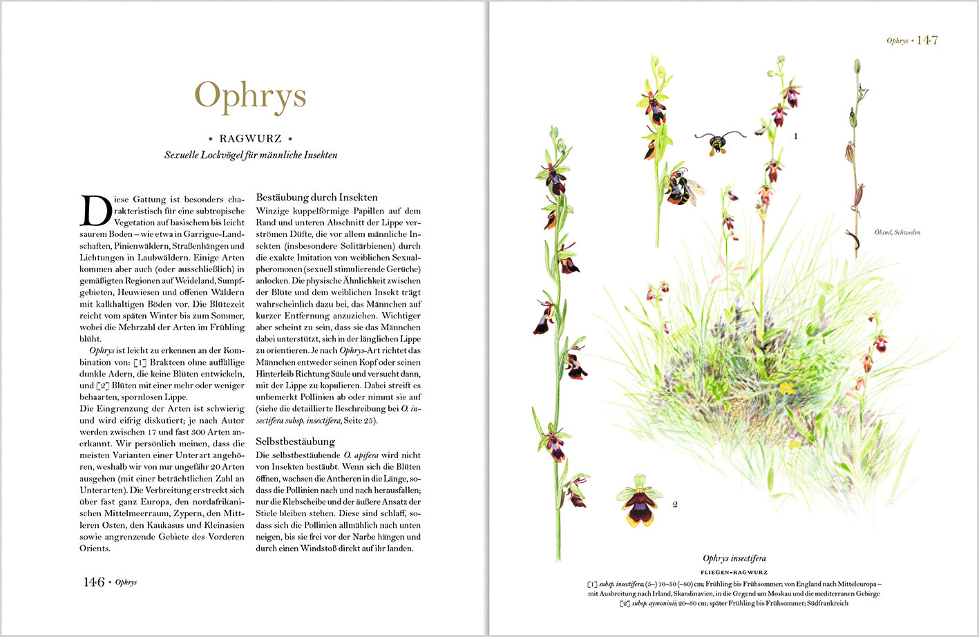 Wunderschöne Orchideen Europas