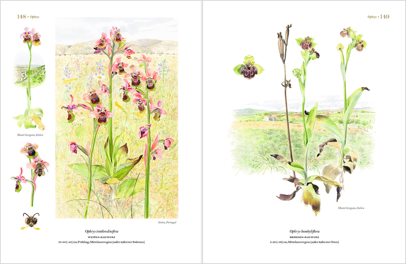 Wunderschöne Orchideen Europas