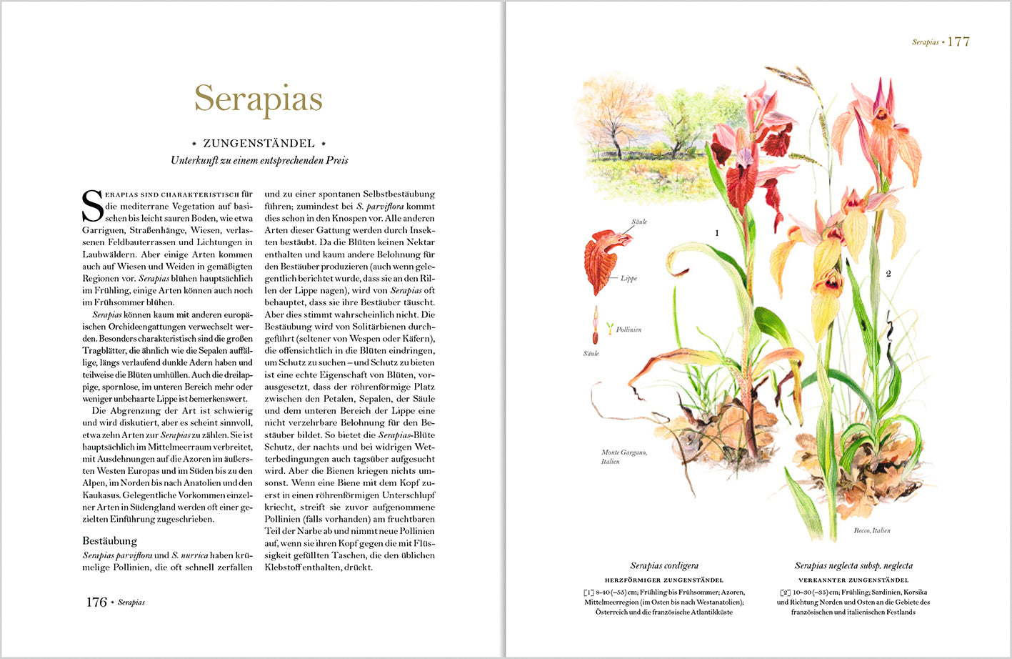 Wunderschöne Orchideen Europas