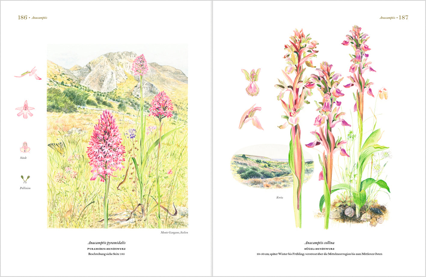 Wunderschöne Orchideen Europas