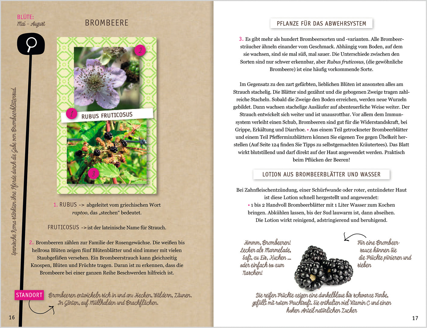 Wildkräuter entdecken, erkennen und verarbeiten