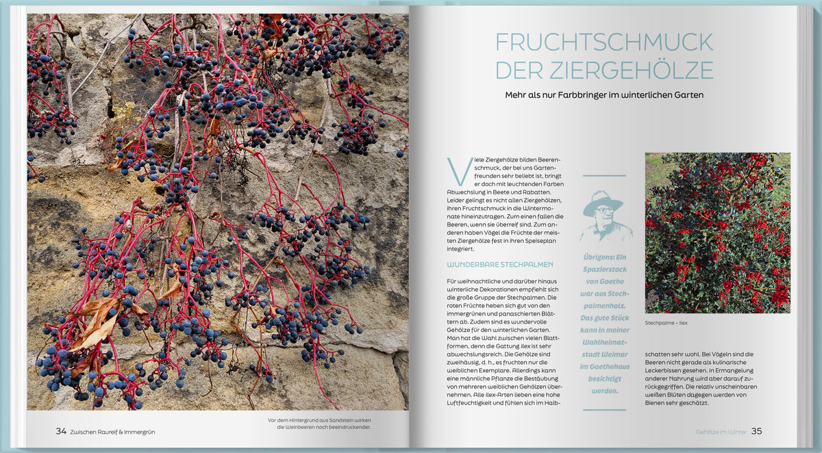 Zwischen Raureif und Immergrün