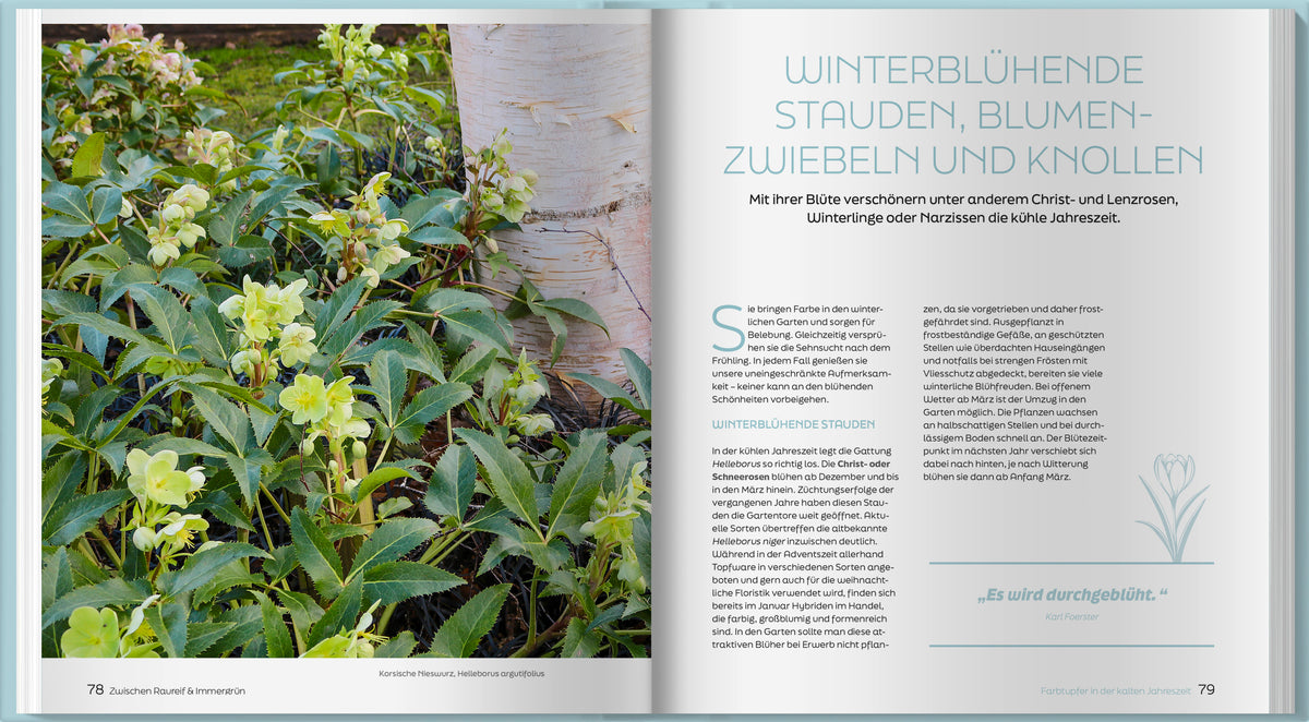 Zwischen Raureif und Immergrün
