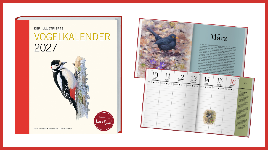 Der illustrierte Vogelkalender