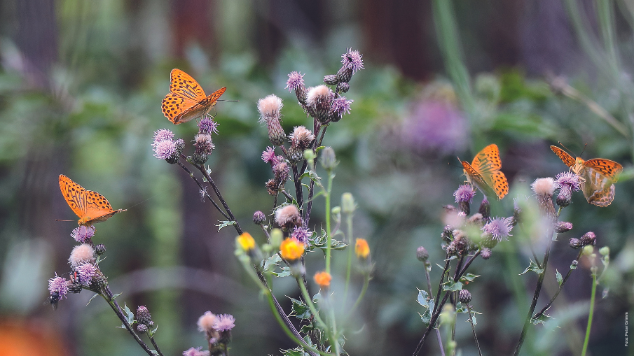 Schmetterlinge auf Blumen; ein Bild aus dem Buch "Streifzug durch den Garten".
