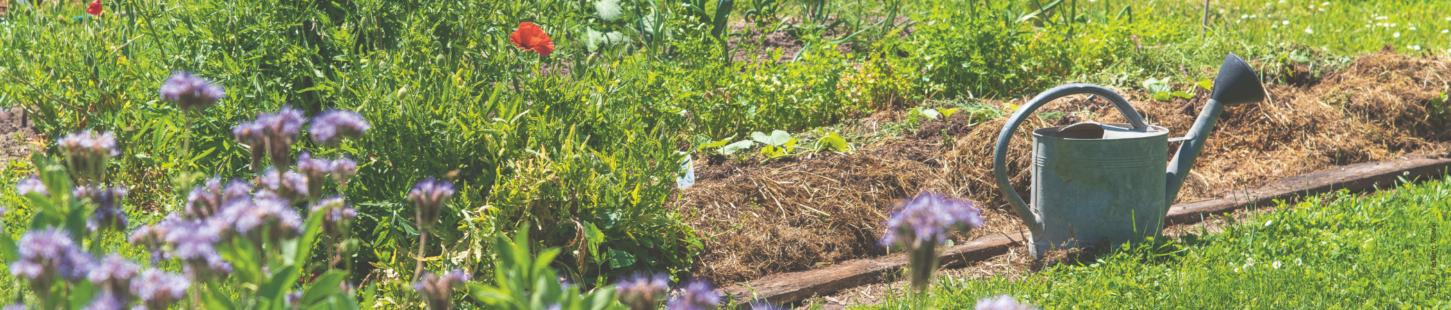 Hier finden Sie Gartenb&uuml;cher mit besonderen Ideen f&uuml;r Ihren Garten oder Balkon.