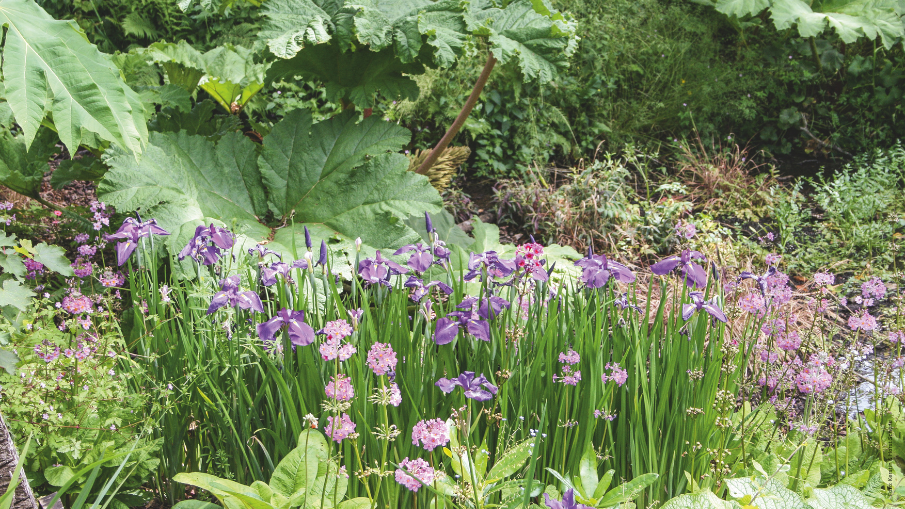 Schmetterlinge auf Blumen; ein Bild aus dem Buch "Streifzug durch den Garten".