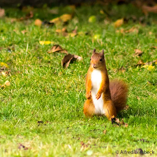 Eichhörnchen im Garten