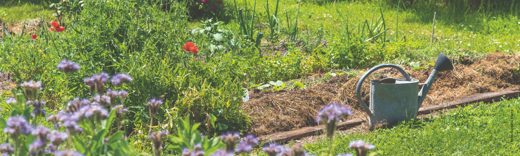 Hier finden Sie Gartenb&uuml;cher mit besonderen Ideen f&uuml;r Ihren Garten oder Balkon.